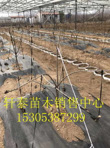 紅燈櫻桃苗 高產特性與生態建材銷售的協同發展