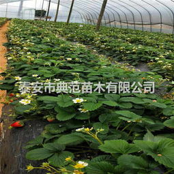 五月香草莓苗基地 融合生態理念，引領草莓產業發展